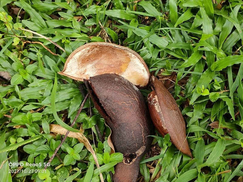 Adinobotrys atropurpureus, photographed by Ong Jyh Seng