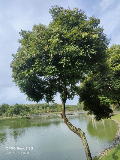 Adinobotrys atropurpureus, photographed by Ong Jyh Seng