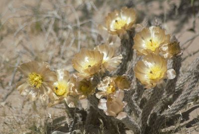 Pterocactus tuberosus, photographed by veonatura