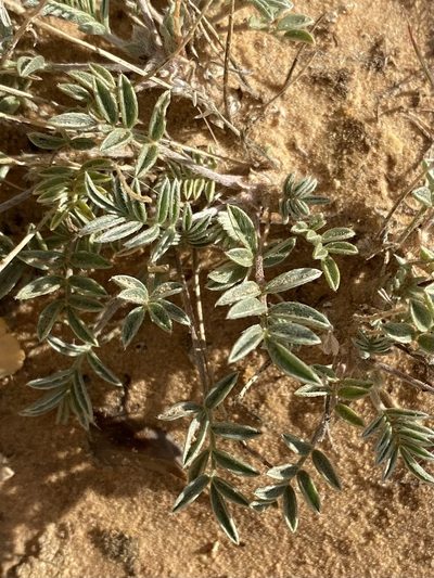 Astragalus sesquiflorus, photographed by Elliott Gordon