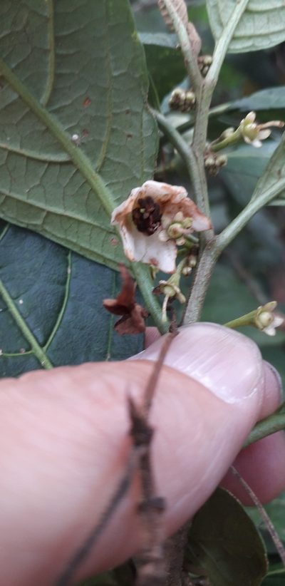 Solanum cornifolium, photographed by Juan Carlos Caicedo Hernández