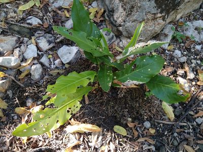 Anthurium schlechtendalii, photographed by Isaac Chacón