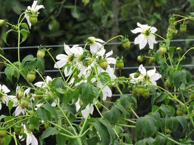 Dahlia imperialis, photographed by Juan Carlos Caicedo Hernández