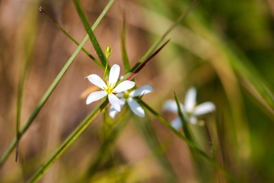 Sabatia brevifolia, photographed by Melissa McMasters