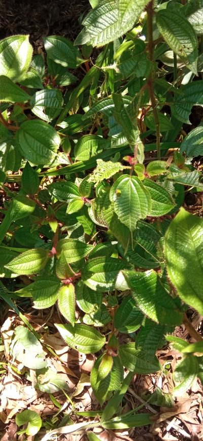 Miconia australis, photographed by Curupira and Boitatá