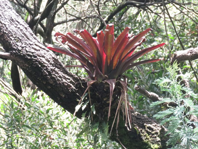 Tillandsia denudata, photographed by Juan Carlos Caicedo Hernández