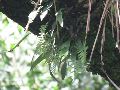 Pleopeltis macrocarpa, photographed by Juan Carlos Caicedo Hernández