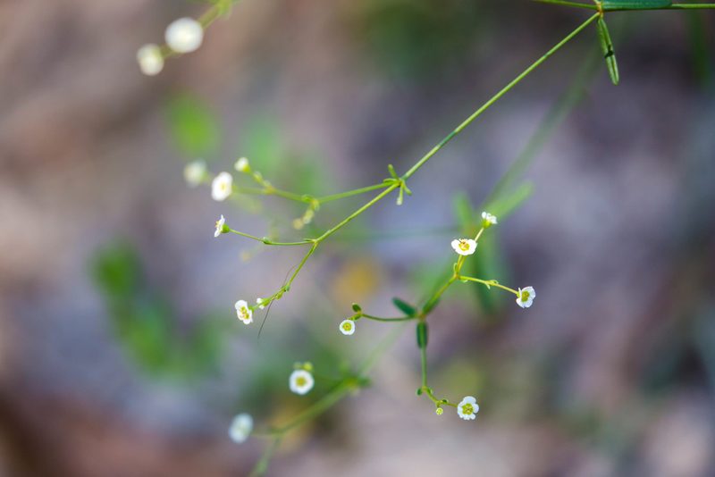 Euphorbia discoidalis, photographed by Melissa McMasters