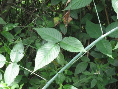 Rubus glaucus, photographed by Juan Carlos Caicedo Hernández