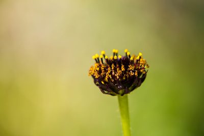Helianthus radula, photographed by Melissa McMasters