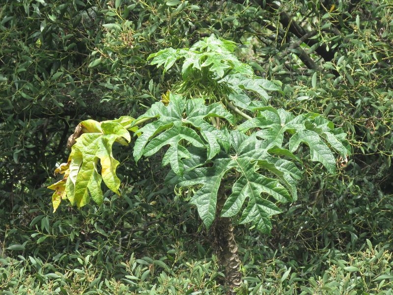 Vasconcellea pubescens, photographed by Juan Carlos Caicedo Hernández