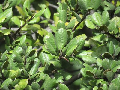 Hesperomeles goudotiana, photographed by Juan Carlos Caicedo Hernández
