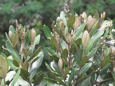 Miconia squamulosa, photographed by Juan Carlos Caicedo Hernández