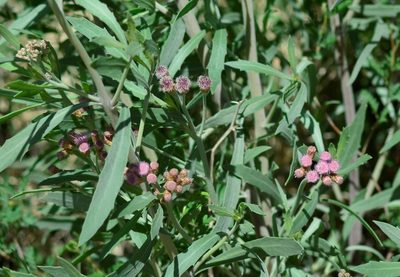 Tessaria absinthioides, photographed by veonatura