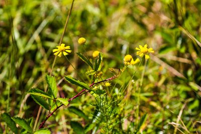 Balduina angustifolia, photographed by Melissa McMasters