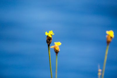 Xyris fimbriata, photographed by Melissa McMasters