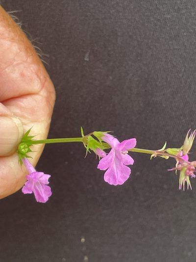 Stachys tenerrima, photographed by Jim Riley