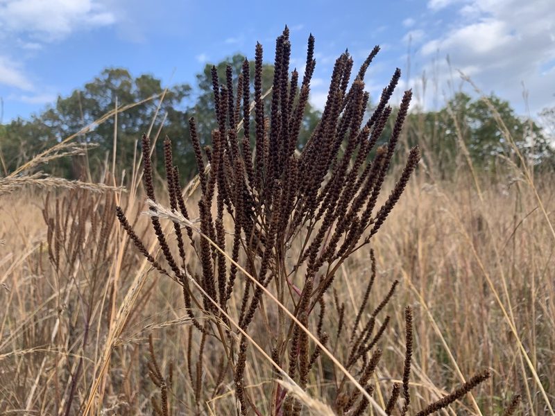Verbena hastata, photographed by Cazody