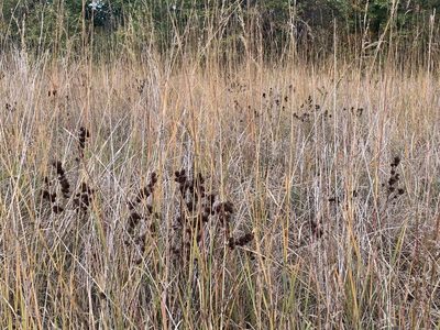 Lespedeza capitata, photographed by Cazody