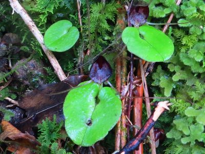 Corybas iridescens, photographed by Kathy Warburton