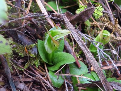 Pterostylis venosa, photographed by Kathy Warburton