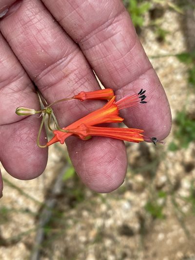 Bessera tenuiflora, photographed by Jim Riley