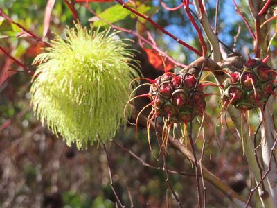 Eucalyptus conferruminata, photographed by linkie