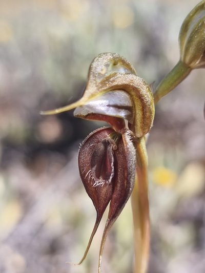 Pterostylis cheraphila, photographed by Richard Dimon