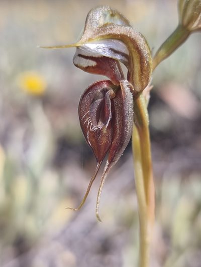 Pterostylis cheraphila, photographed by Richard Dimon