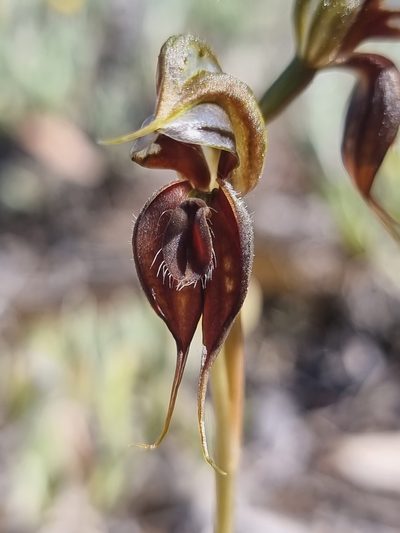 Pterostylis cheraphila, photographed by Richard Dimon