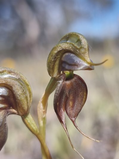 Pterostylis cheraphila, photographed by Richard Dimon