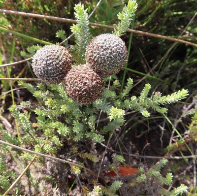 Brunia neglecta, photographed by linkie