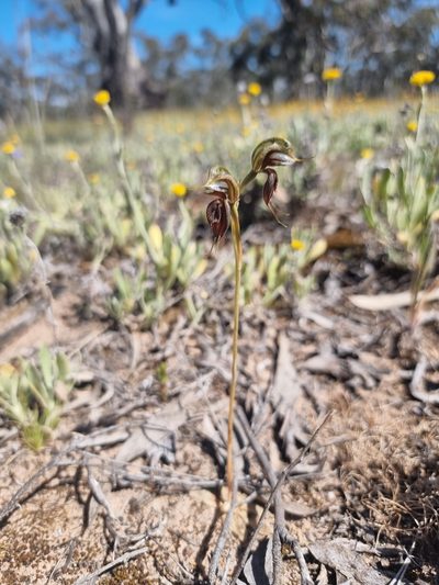 Pterostylis cheraphila, photographed by Richard Dimon