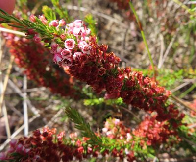 Erica rubiginosa, photographed by linkie