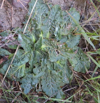 Lichtensteinia latifolia, photographed by linkie