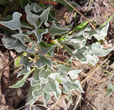 Inuloides tomentosa, photographed by linkie