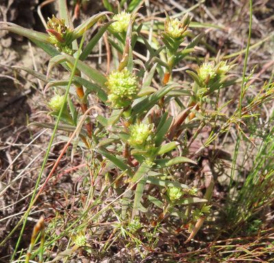 Crassula subulata, photographed by linkie