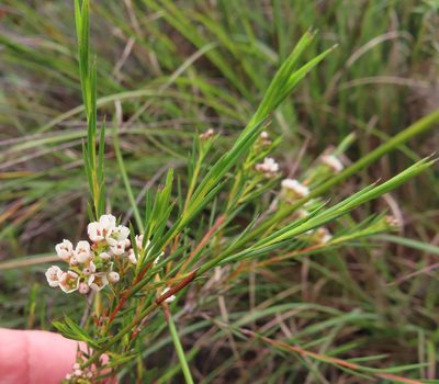 Diosma hirsuta, photographed by linkie