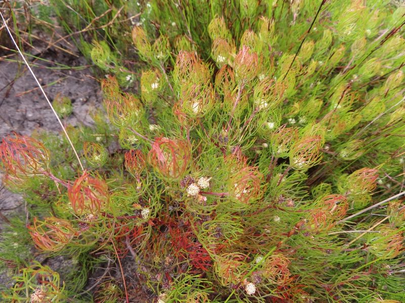 Serruria inconspicua, photographed by linkie