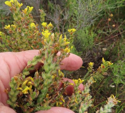 Aspalathus ericifolia, photographed by linkie