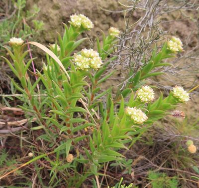 Crassula subulata, photographed by linkie