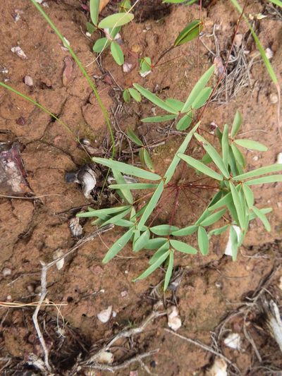 Oxalis duriuscula, photographed by linkie