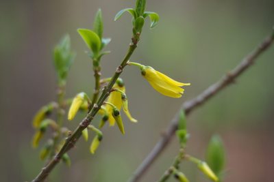 Forsythia suspensa, photographed by harum.koh