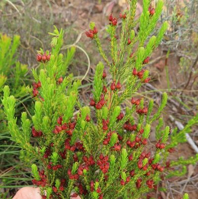 Erica ustulescens, photographed by linkie