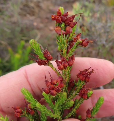 Erica ustulescens, photographed by linkie