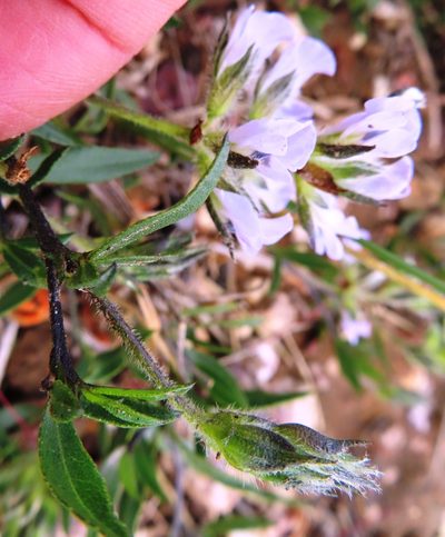 Psoralea lancifolia, photographed by linkie