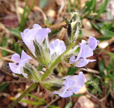 Psoralea lancifolia, photographed by linkie