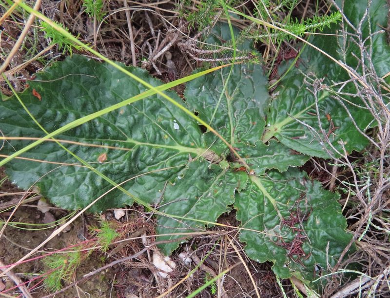 Lichtensteinia latifolia, photographed by linkie