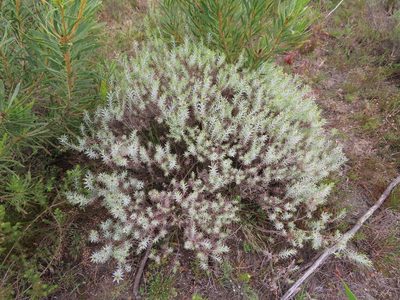 Oedera pungens, photographed by linkie