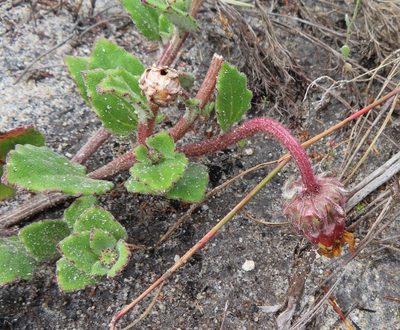 Arctotis angustifolia, photographed by linkie